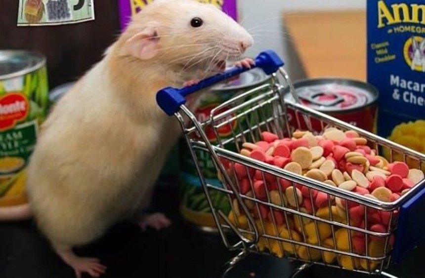 "Пошла за покупками": в киевском супермаркете обнаружили крысу (фото)