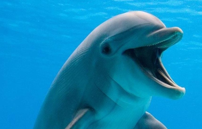Дело - труба: киевский дельфинарий отключат от канализации