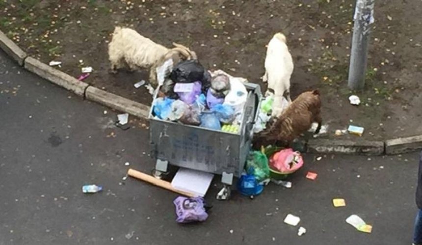 На Позняках козы роются в мусорных баках (фото)