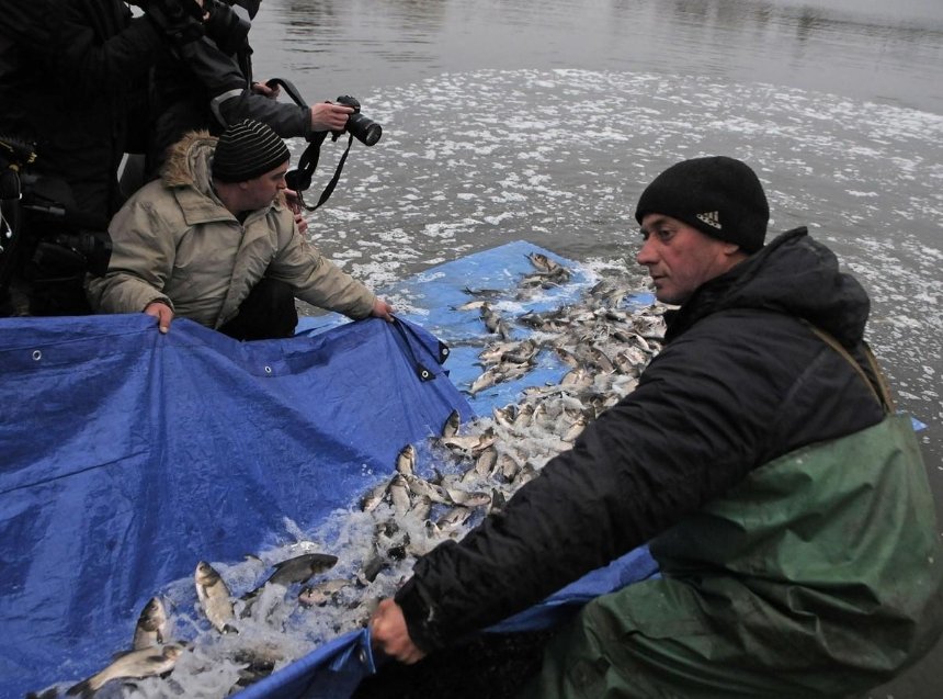 Завтра у Київське море випустять 5 тонн риби