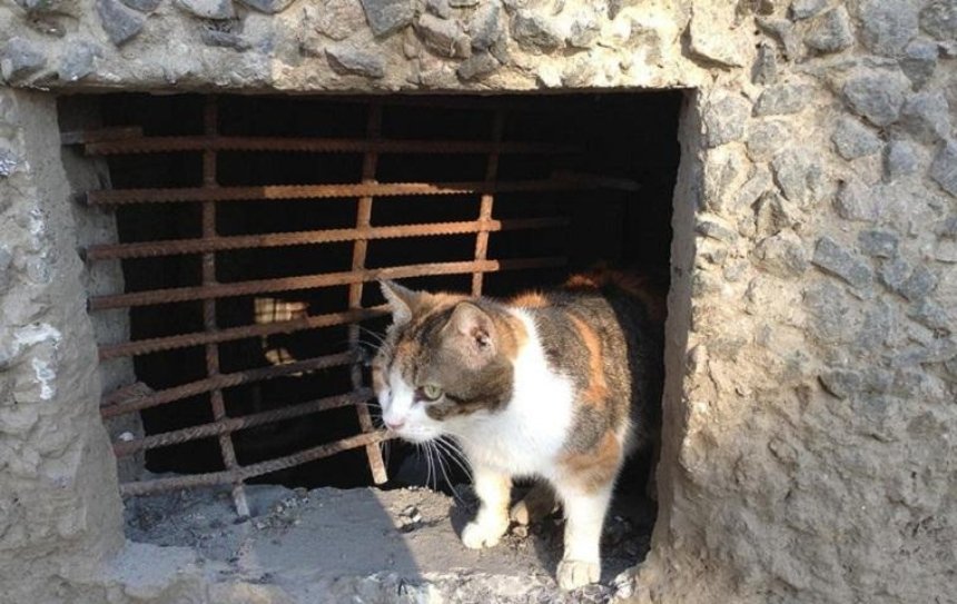 В Одессе для бездомных котов окна подвалов оставят открытыми