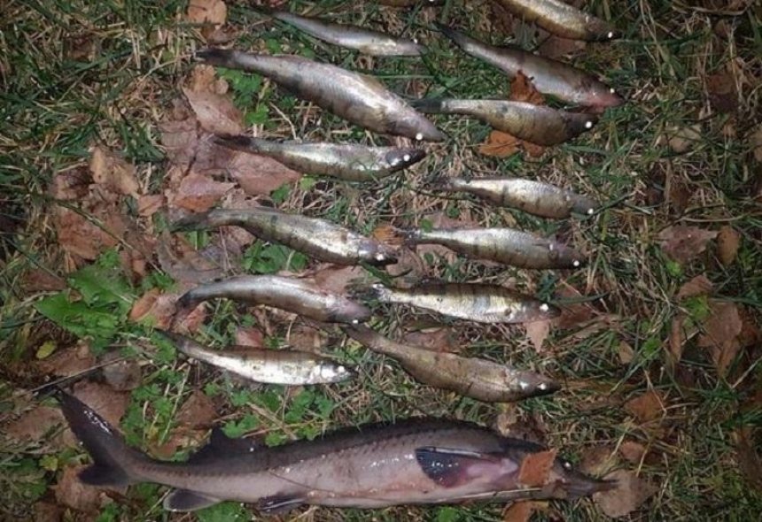На Киевщине браконьер выловил краснокнижной рыбы на десятки тысяч гривен