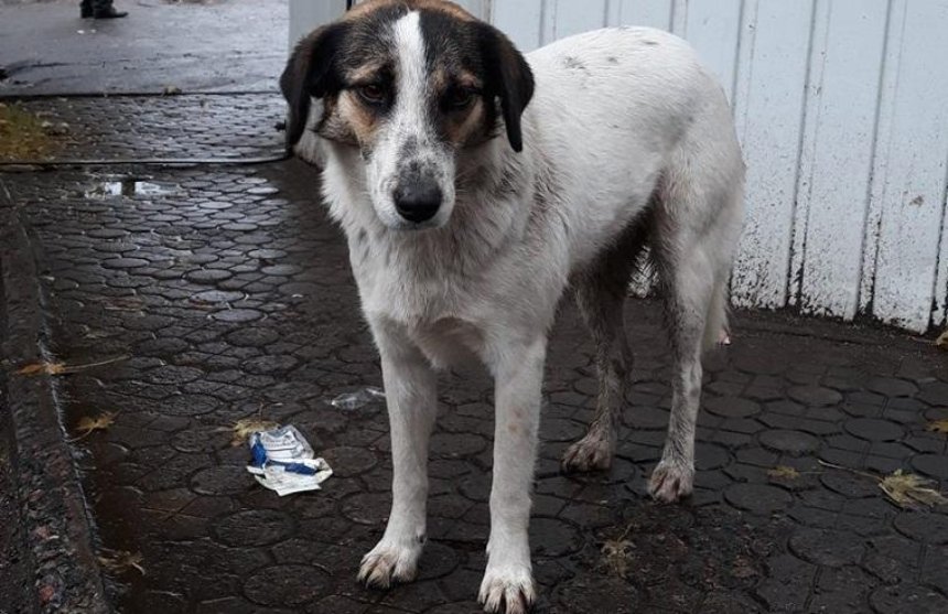 Киевская Хатико: для собаки, лишившейся хозяина, ищут новый дом