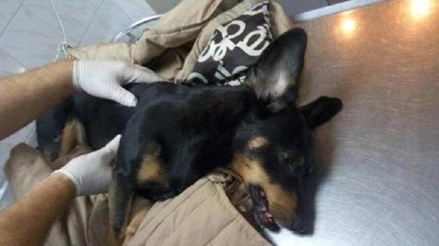 В Одессе пьяный хозяин выкинул собаку с седьмого этажа (фото)