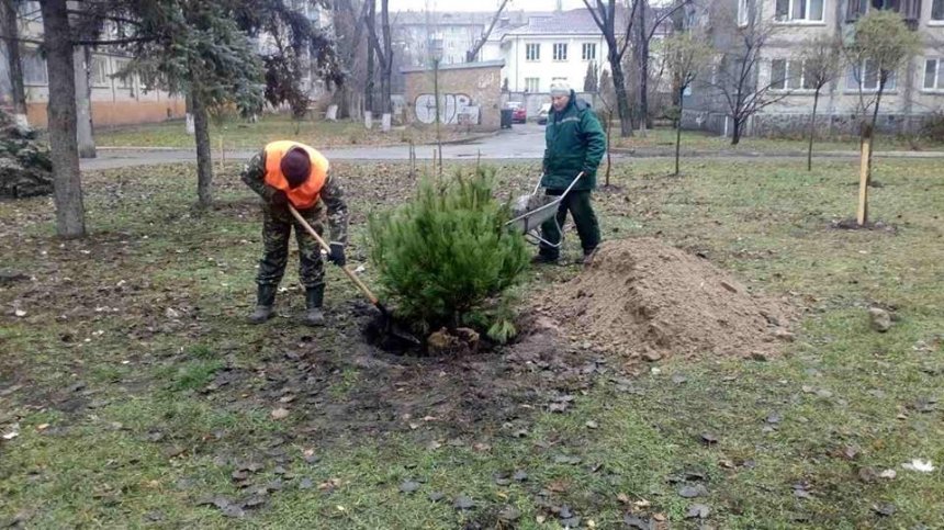В Киеве высаживают вонючие "антивандальные" елки (фото)
