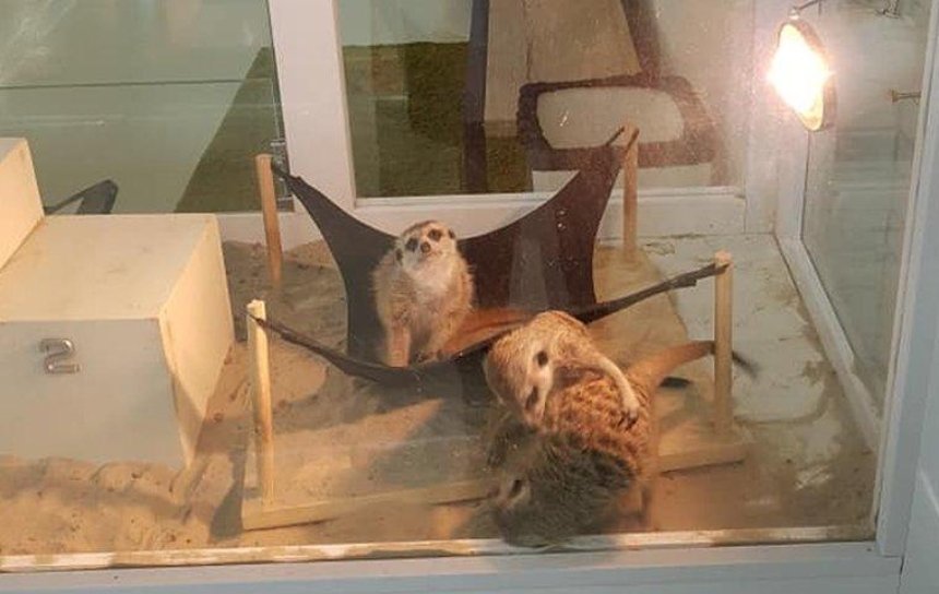 В столичном мини-зоопарке диких животных держат в узкой витрине (фото) (обновлено)