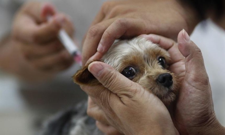 В Деснянском районе животным сделают бесплатные прививки от бешенства