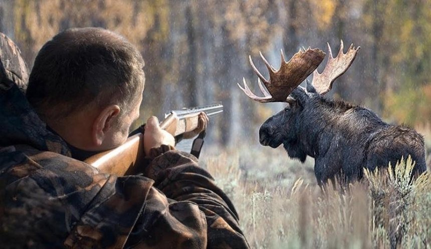 Исключили из Красной книги: в Украине разрешили охоту на лося