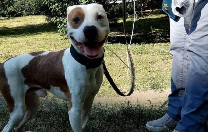 Найти Альфа: в Днепровском районе потерялась глухая собака (фото)