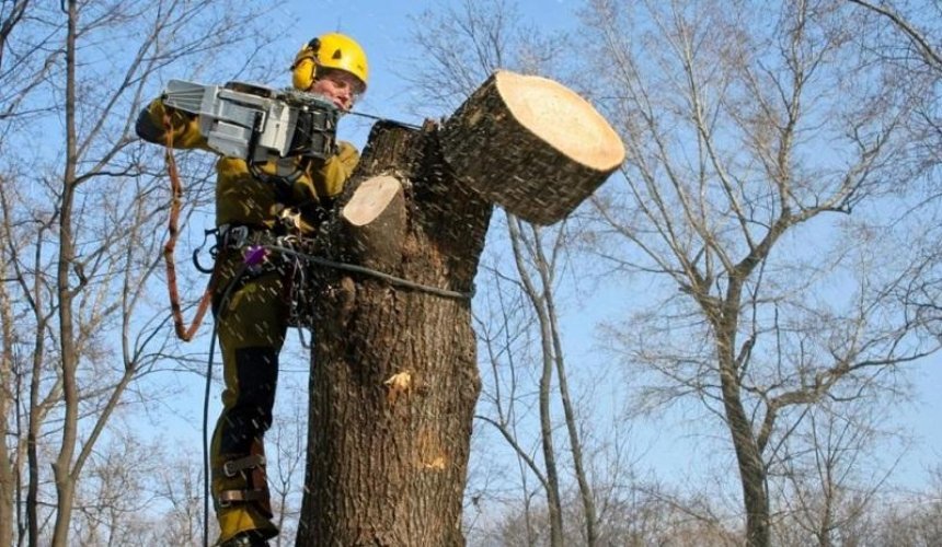 В «Киевзеленстрое» рассказали, зачем коммунальщики обрезают кроны деревьев