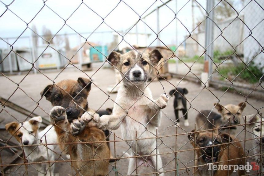 На киевских кошек и собак потратят 57,7 млн грн