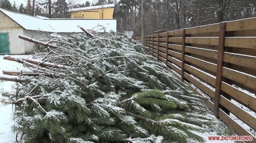 В Житомирской области заготовили 400 сосен для елки на Софийской площади (фото, видео)
