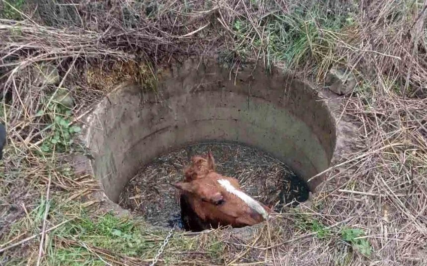 В Киевской области лошадь упала в колодец