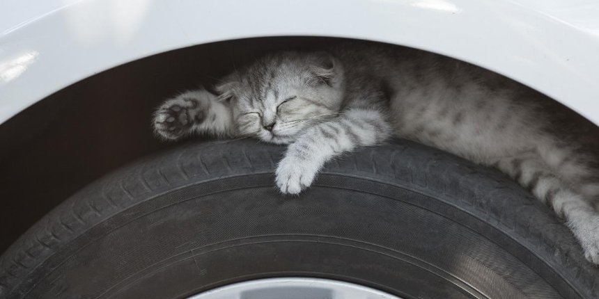 Загляните под капот и колеса: водителей просят проверять авто, чтобы не травмировать животных 