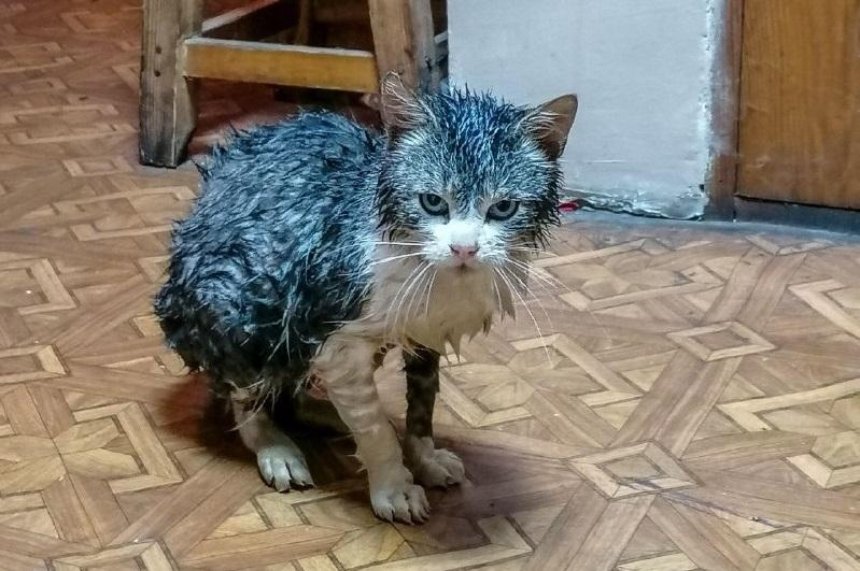 В Киевской области спасли кота при помощи куска пенопласта