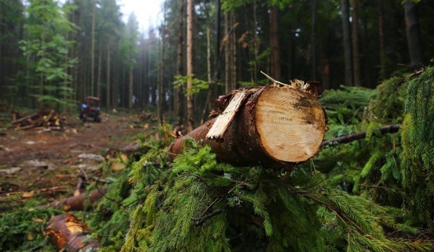 В Украине создали стартап для борьбы с незаконной вырубкой лесов: как он работает