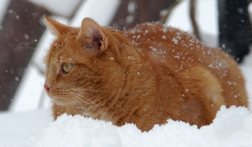 Зима близко: как помочь уличным котам пережить мороз