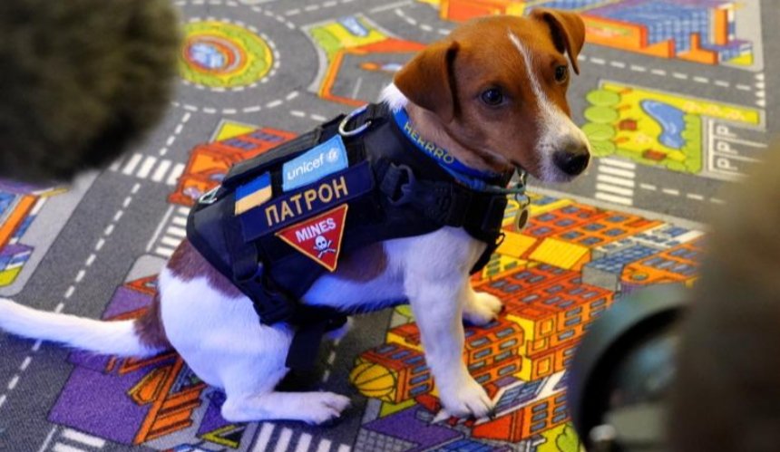 Пес Патрон отримав від ЮНІСЕФ в Україні титул "Пса Доброї Волі"