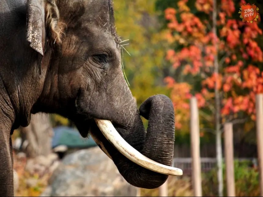 Мешканці Київського зоопарку для комфортної зимівлі набрали 5-10% додаткових кілограмів: фото, відео