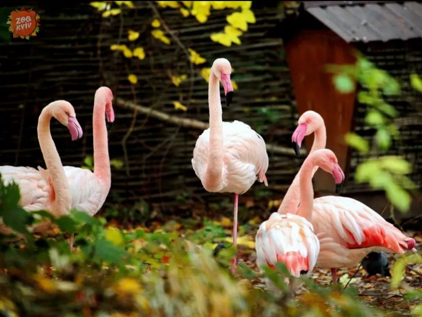 Мешканці Київського зоопарку для комфортної зимівлі набрали 5-10% додаткових кілограмів: фото, відео