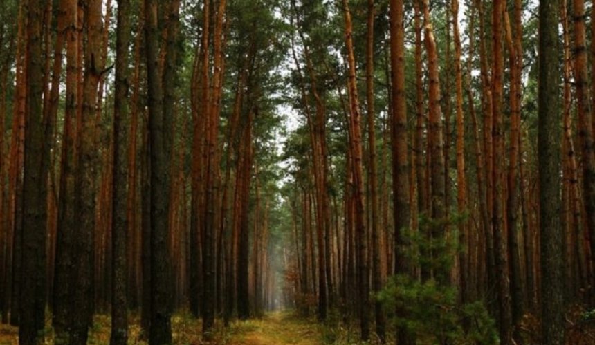 "Броварський ліс" оголошено ландшафтним заказником
