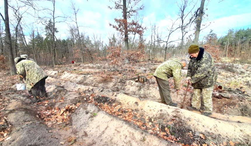 Працівники Святошинського лісництва висадили понад 8 тисяч сіянців сосни: фото