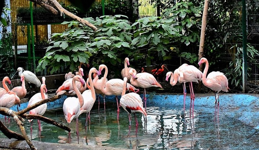 Фламінго в КиївЗоо перебрались до зимової домівки: фото, відео