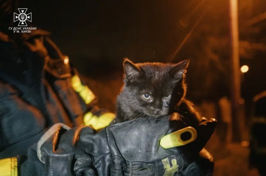 У Голосіївському районі Києва рятувальники ДСНС врятували цуценя та кошеня під час гасіння пожежі в приватному будинку