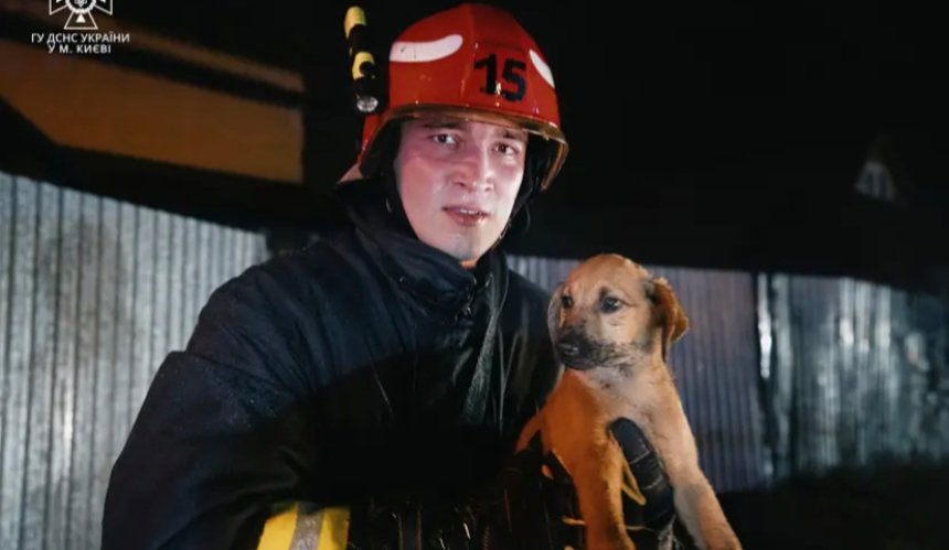 Під час пожежі в Голосіївському районі врятували кошеня та цуценя: фото