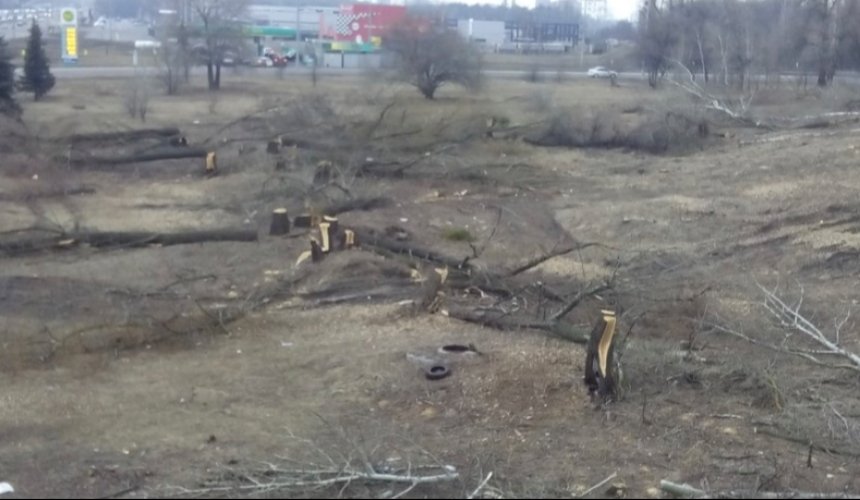 Київська компанія відшкодує півмільйона гривень за вирубані дерева