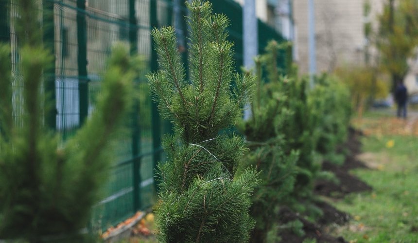 На Лісовому масиві провели толоку: висадили сосни та прибрали територію
