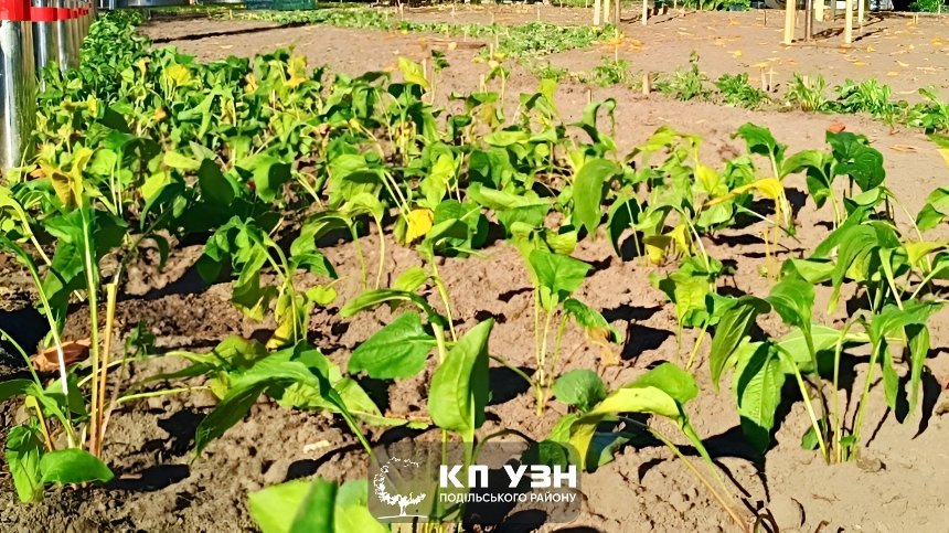 На Контрактовій площі з'явилися багаторічні та злакові трави На Контрактовій площі з'явилися багаторічні та злакові трави