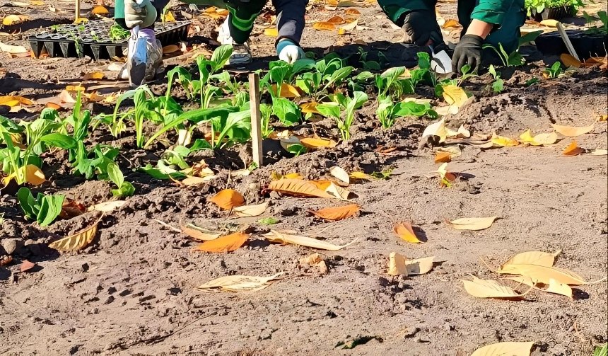 На Контрактовій площі з'явилися багаторічні та злакові трави На Контрактовій площі з'явилися багаторічні та злакові трави