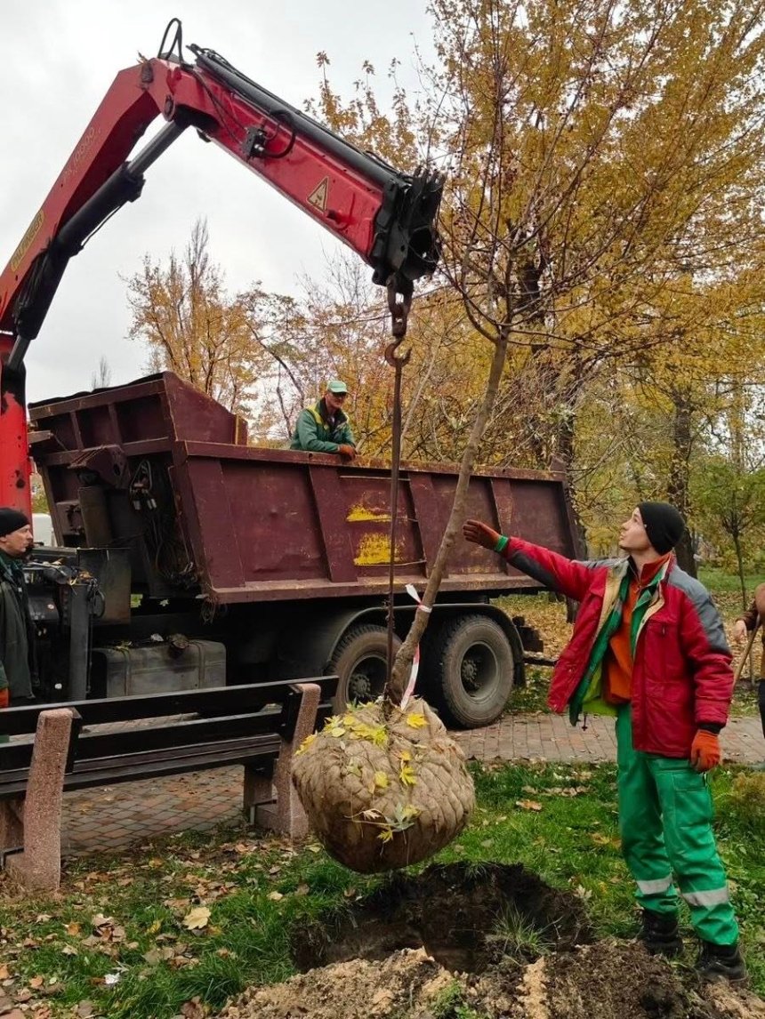 Київ продовжує осіннє озеленення