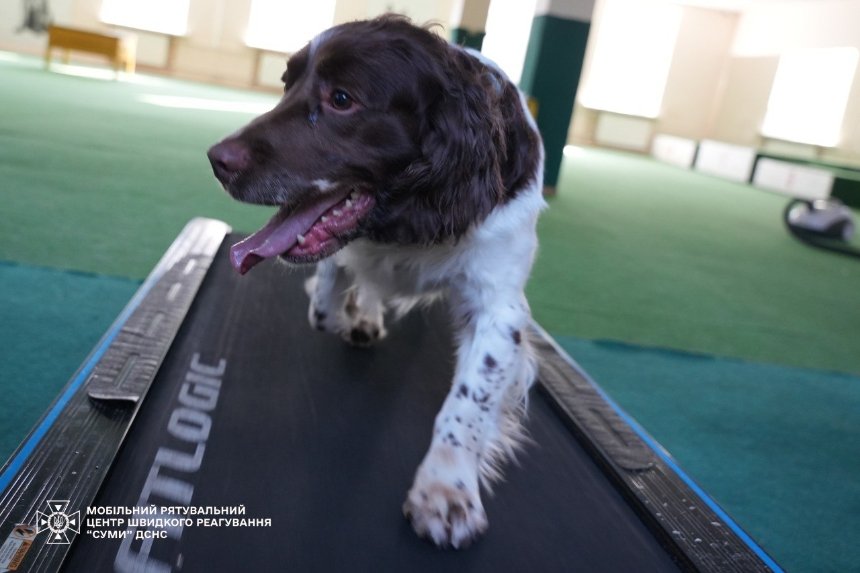 Спанієль Серж із ДСНС щодня тренується на біговій доріжці Спанієль Серж із ДСНС щодня тренується на біговій доріжці