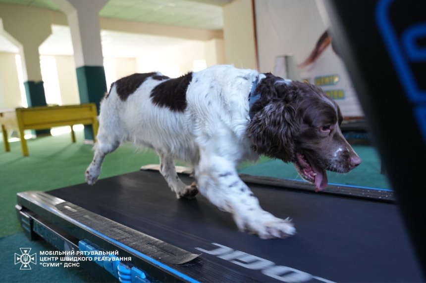 Спанієль Серж із ДСНС щодня тренується на біговій доріжці Спанієль Серж із ДСНС щодня тренується на біговій доріжці