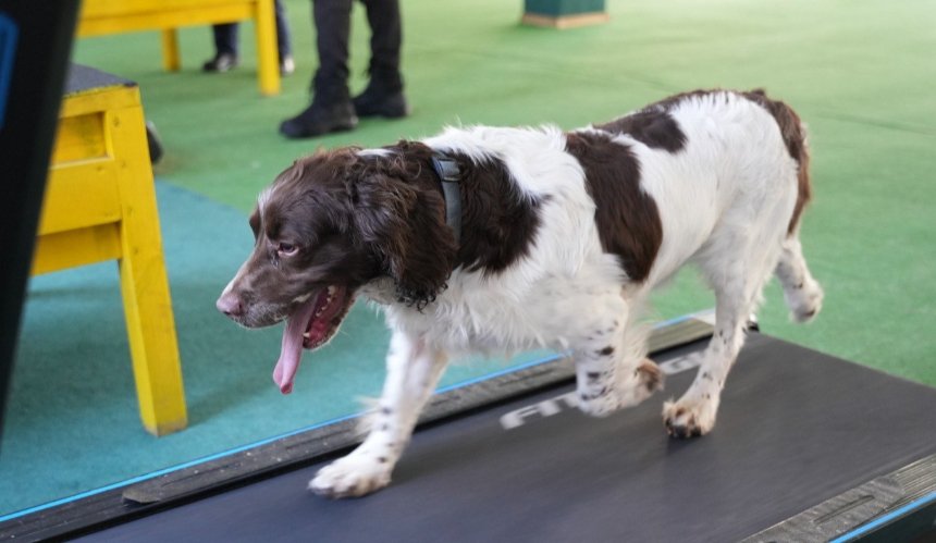 У відмінній формі: як спанієль Серж із ДСНС щодня тренується на біговій доріжці