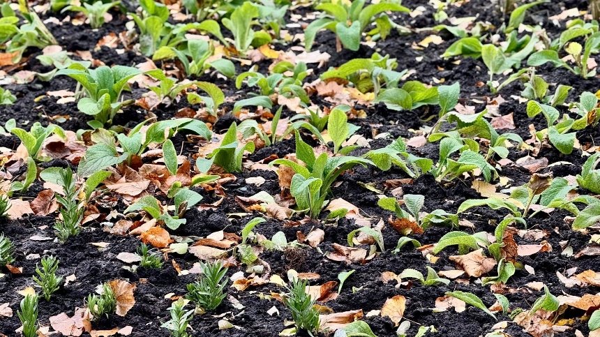 У Куренівському парку висаджують багаторічні квіти та злаки У Куренівському парку висаджують багаторічні квіти та злаки