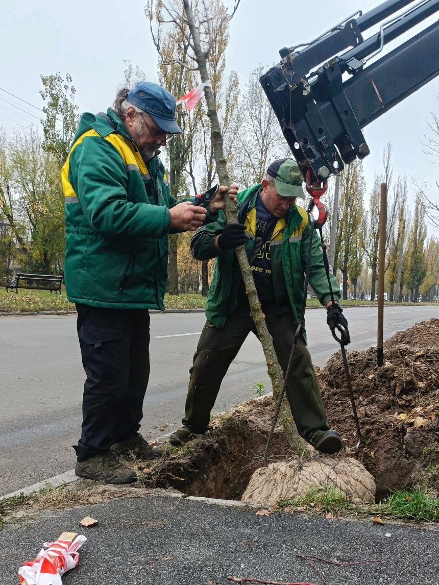 На бульварі Вацлава Гавела у Солом’янському районі Києва висадили липи: фото