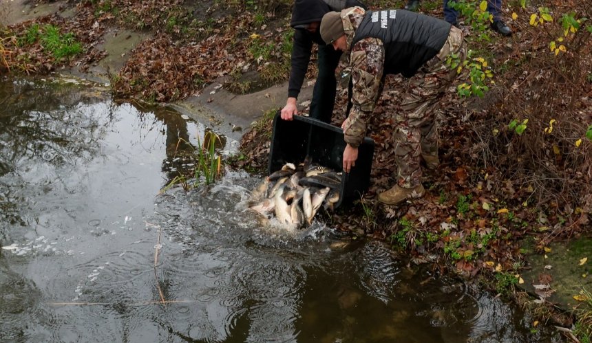 В озера у Бородянці випустили 1300 коропів та білих амурів: причина