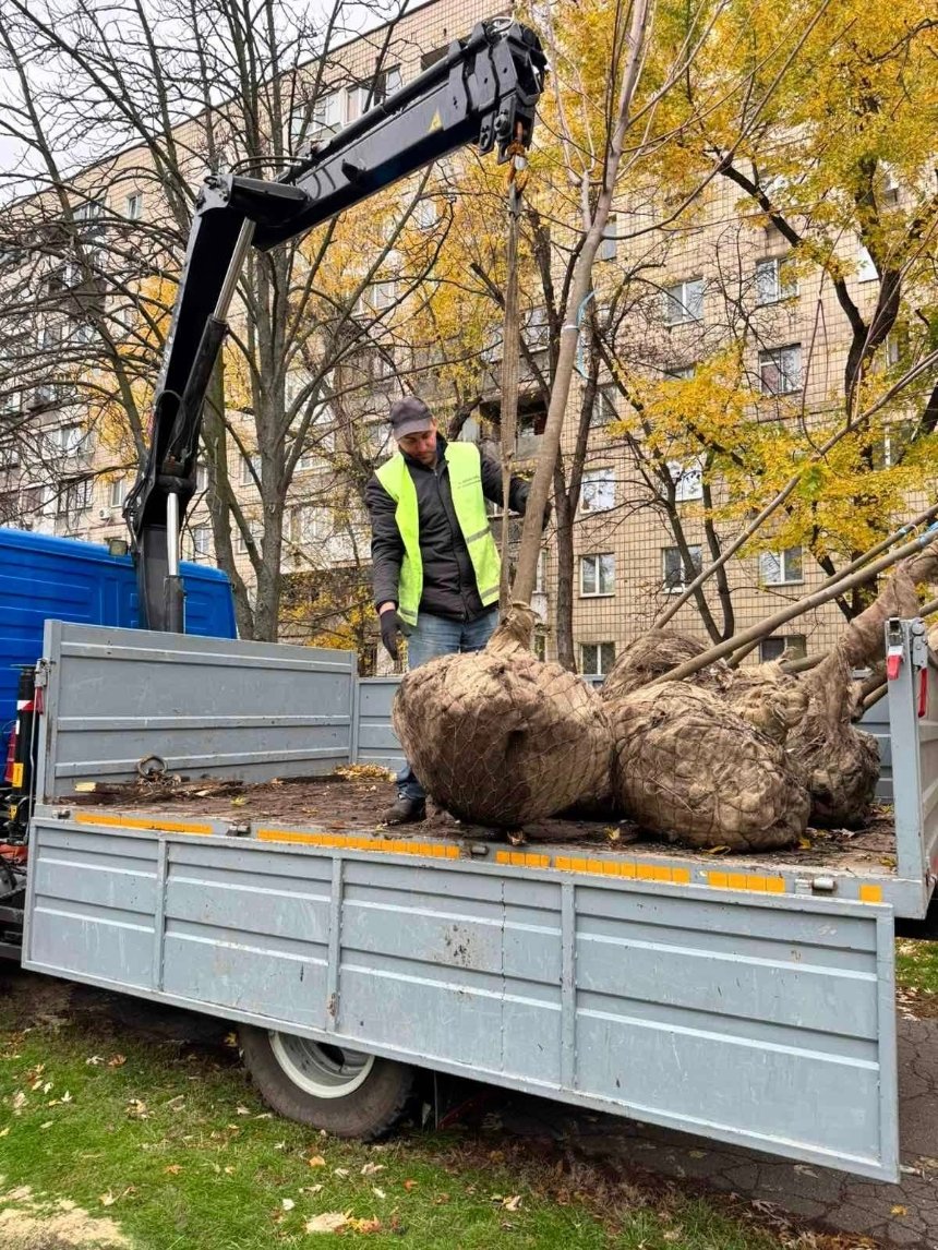 Нові клени та липи висадили у Солом’янському районі — "Київзеленбуд"