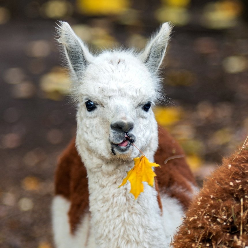 КиївЗоо показав мешканців у "золотій осені" КиївЗоо показав мешканців у "золотій осені"