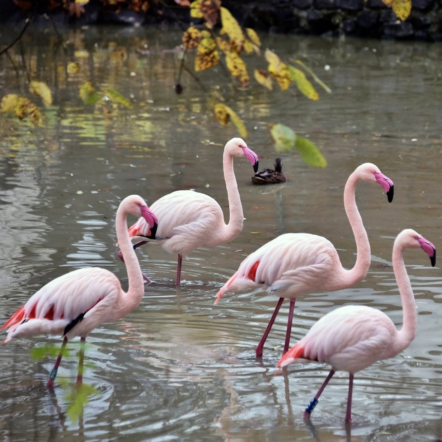 КиївЗоо показав мешканців у "золотій осені" КиївЗоо показав мешканців у "золотій осені"