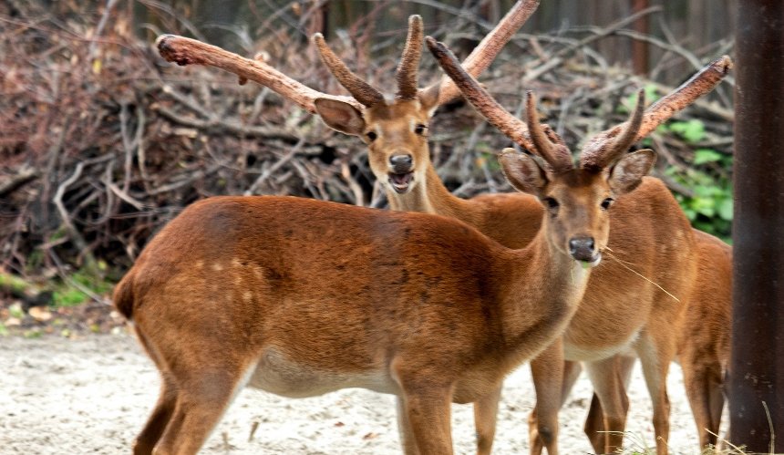 КиївЗоо показав мешканців у "золотій осені": як тварини готуються до зими