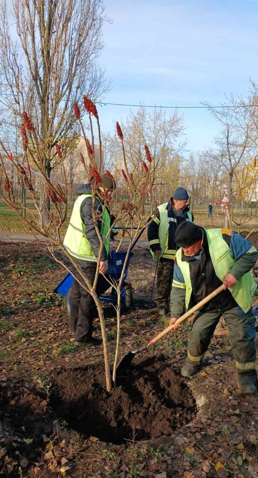 У Деснянському та Дніпровському районах висадили нові дерева