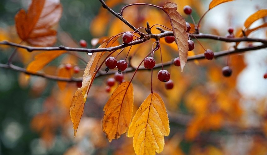 Короткочасне потепління, майже без опадів: якою буде погода у Києві наступного тижня