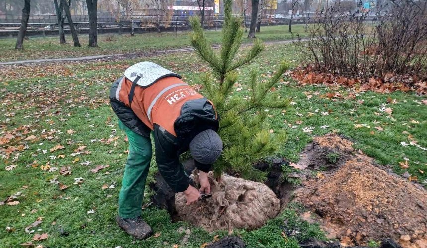 У Дніпровському районі висадили 30 сосен: як вони виглядають