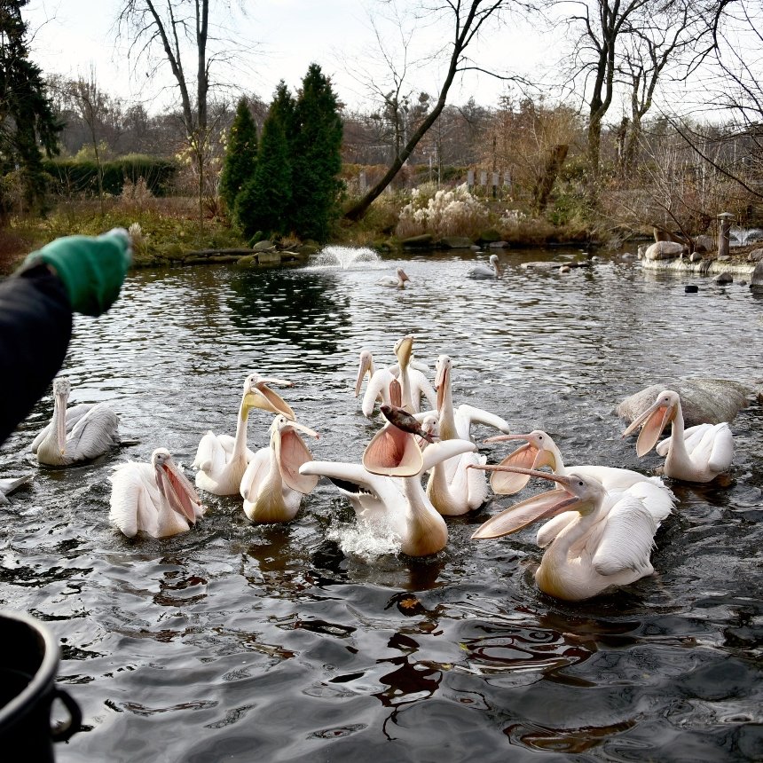 У КиївЗоо відбудеться останній вуличний пікнік пеліканів