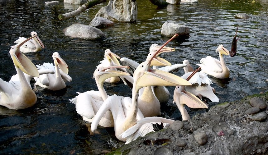 У КиївЗоо відбудеться останній вуличний пікнік пеліканів: розклад