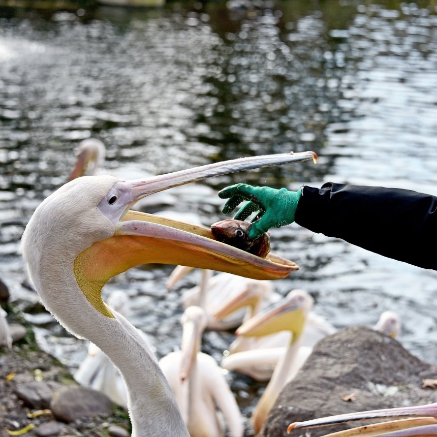 У КиївЗоо відбудеться останній вуличний пікнік пеліканів